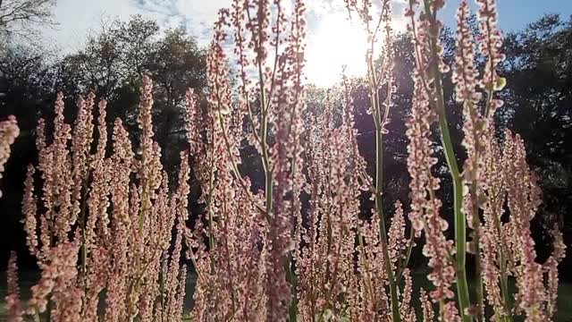 Swaying Sourgrass