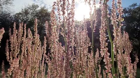 Swaying Sourgrass