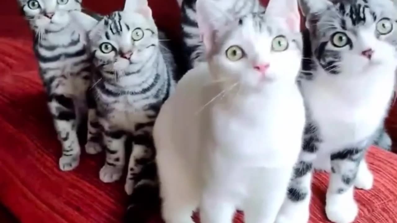 Funny videos| Funny Random Video| Try not to laugh|Latest Viral Video| 😹😹😻Kitten Listening Music 😹😹😻😻