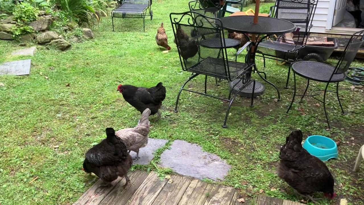 Chicken Corn Toss: The End of the Cobb