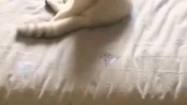 Cute cats funny video 😁