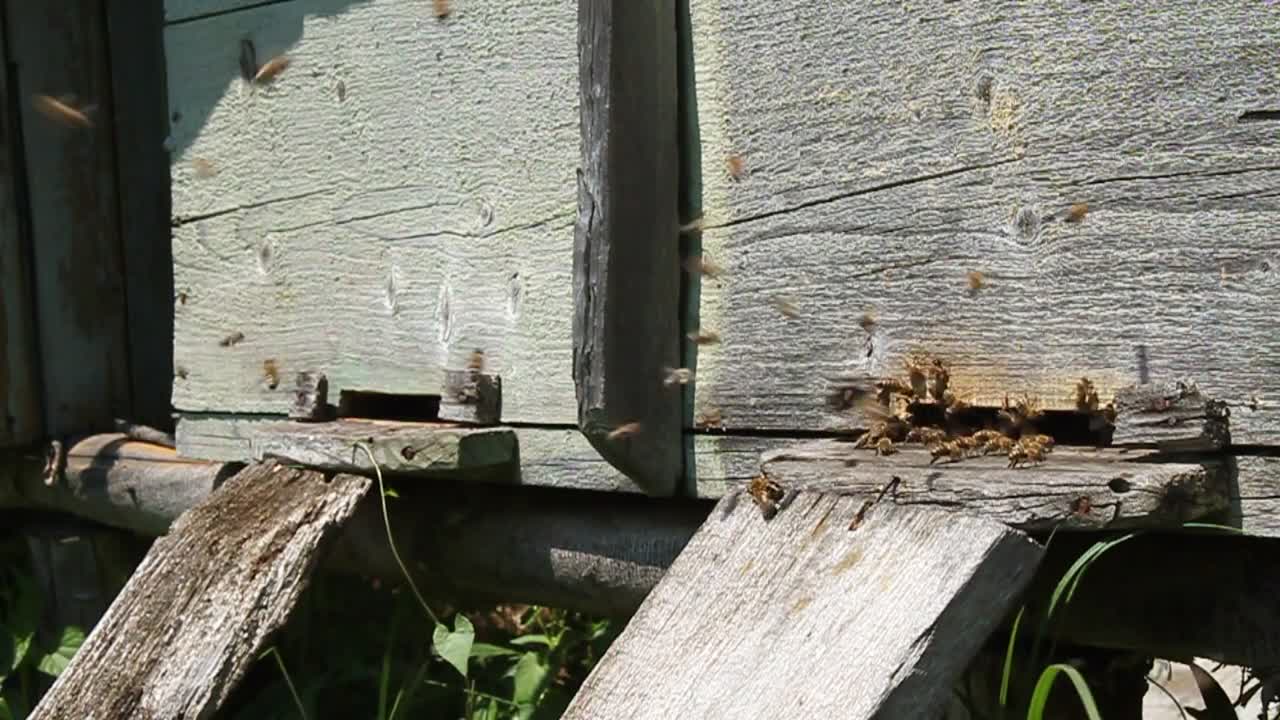 Beehive and swarm of bees