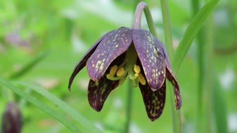 Chocolate Lily-Close Up