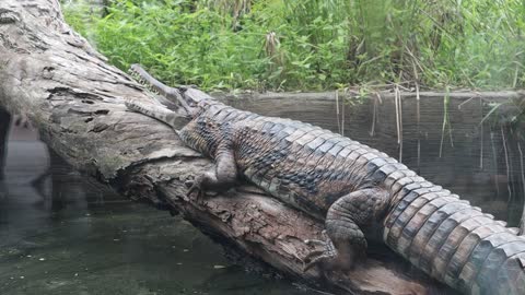 Taiwan zoo crocodile