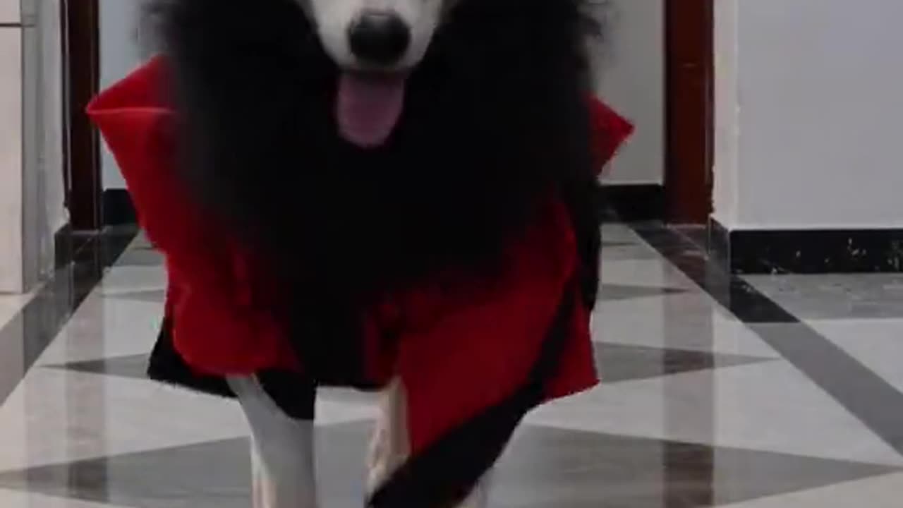 Fashion Showpet Funnyvideos Dog