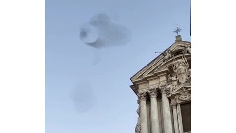 This animal is very cute and can make everyone happy when they see it