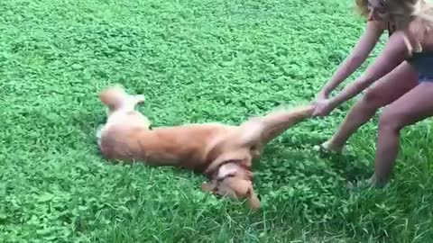 Dog getting pulled by its legs across the lawn