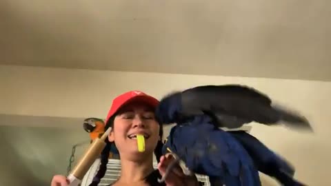 parrot training