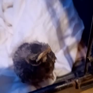 The Safe Shed: A New Rescue