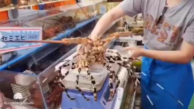 Processing 3kg lobster