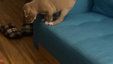 Puppy Takes His First Big Jump off The Couch