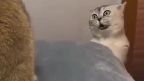 funny cats moment