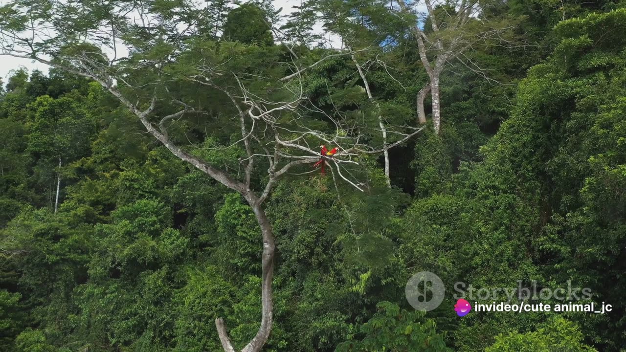 The Marvelous Macaws: Conservation of Colorful Parrot Species