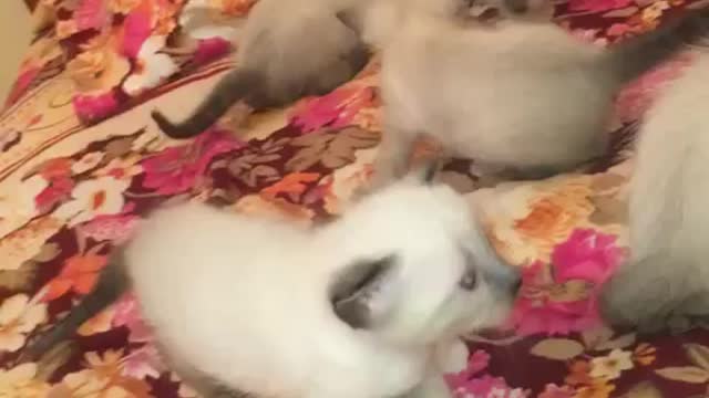 Little kittens
