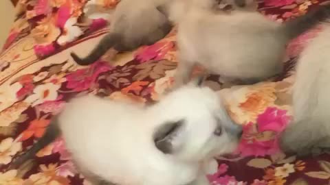 Little kittens