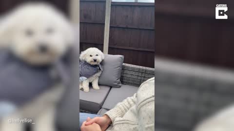 Happy Dog Can't Stop Smiling