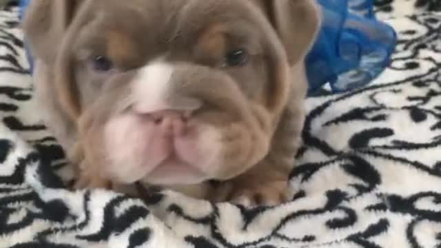 Adorable Bulldog Little Puppy Just Wants to Play