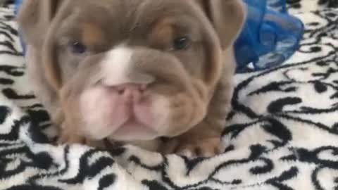 Adorable Bulldog Little Puppy Just Wants to Play