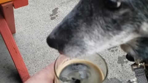 Slowmo dog drinks dark beer out of glass