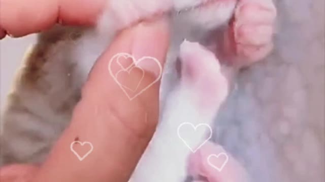 Cutest Kitten I have seen today🥺🥰😻