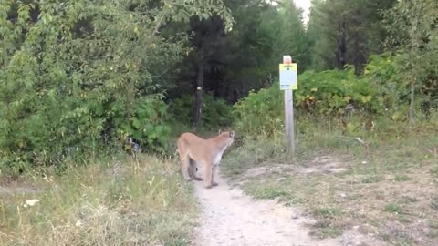 Face to face with a mountain lion