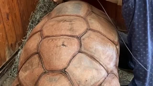 Wayne and his 200 years old tortoise, ozzy