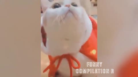 Funny Animals! Funny Cats! Funny Videos! # Short