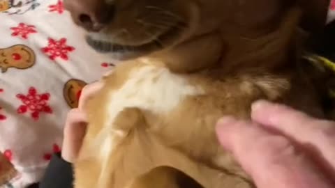 Funny Dog Videos Part 48