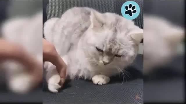 Funniest Cute Cat Videos