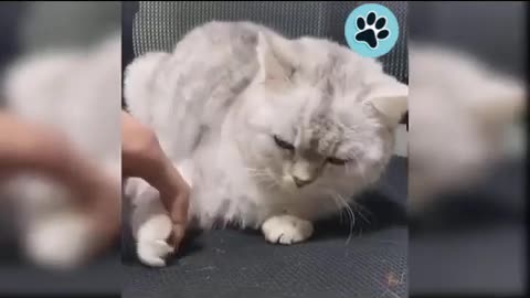 Funniest Cute Cat Videos