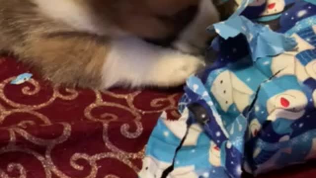 Baby Loki has a present 🎁