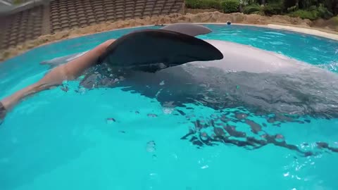 Dolphins playing