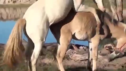 Compilation of Animals mating