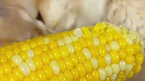 Cute cate funny video