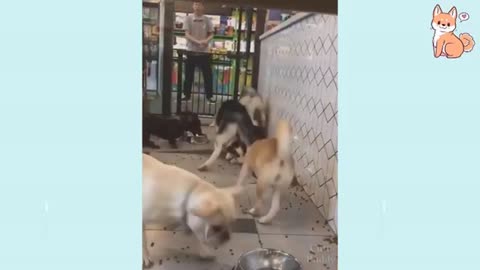 Cute funny and Smart dogss