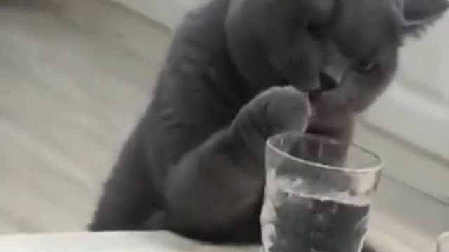 Cat kitten, funny baby cute cat trying to drink water