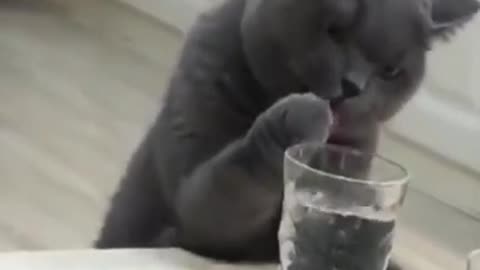 Cat kitten, funny baby cute cat trying to drink water