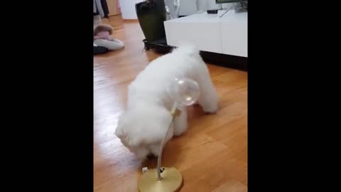 Funniest Animals - Best Of The 2021 Funny Animal Videos #61
