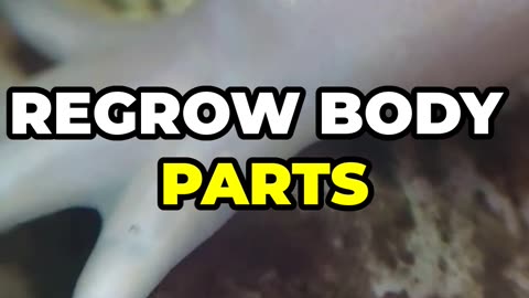 "Axolotls: The Amazing Salamanders That Can Regrow Body Parts!"