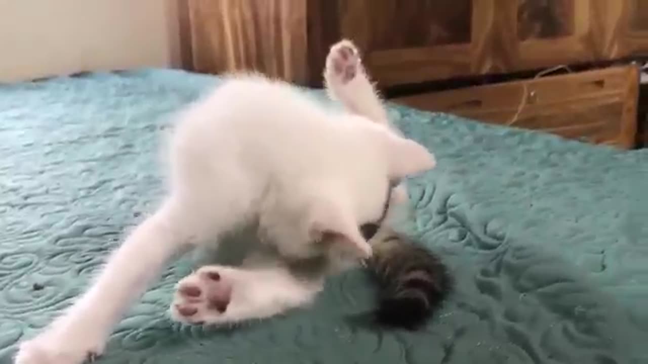 Cute kitten videos short leg cat