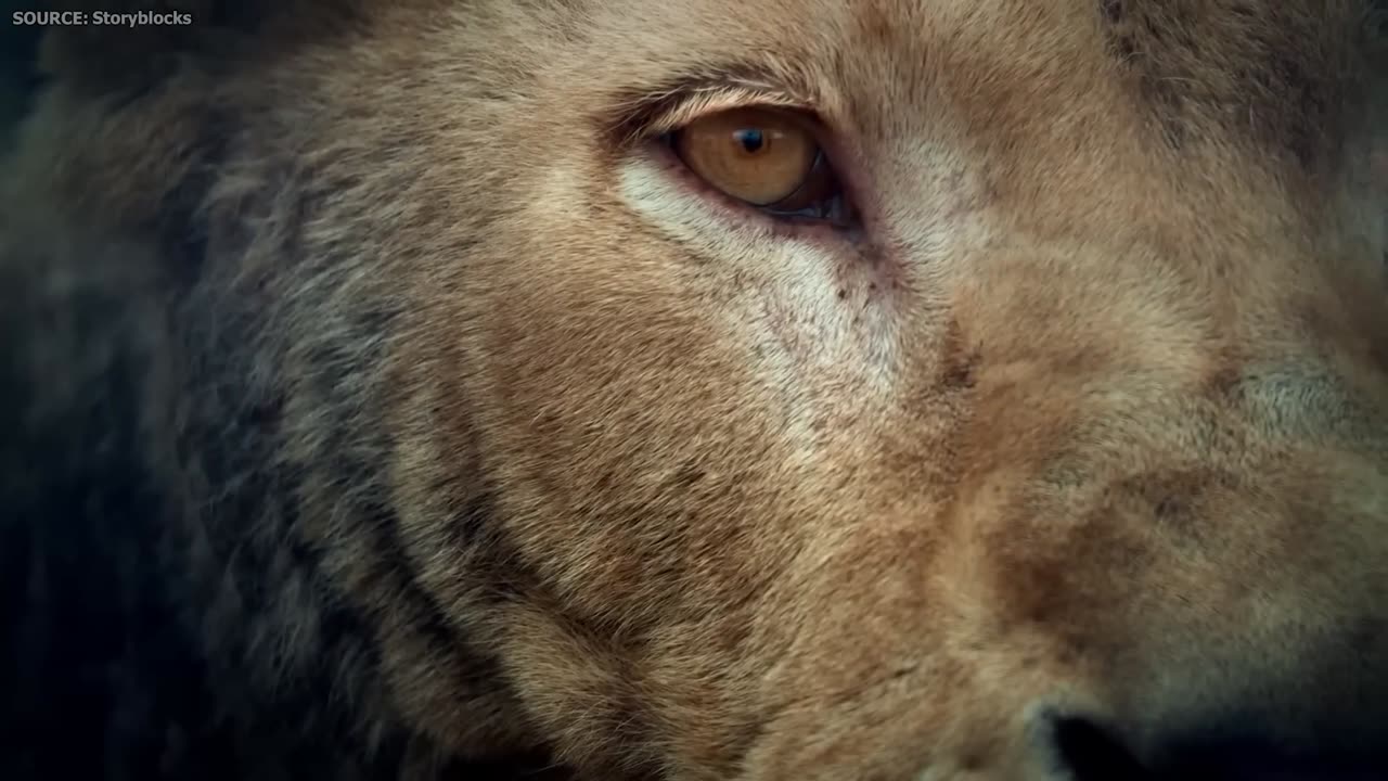 South African Tour Guide Thought She Could Tame This Lion