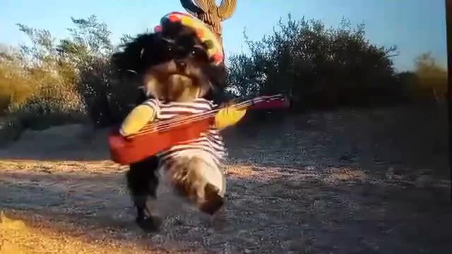Guitar playing pups in action.