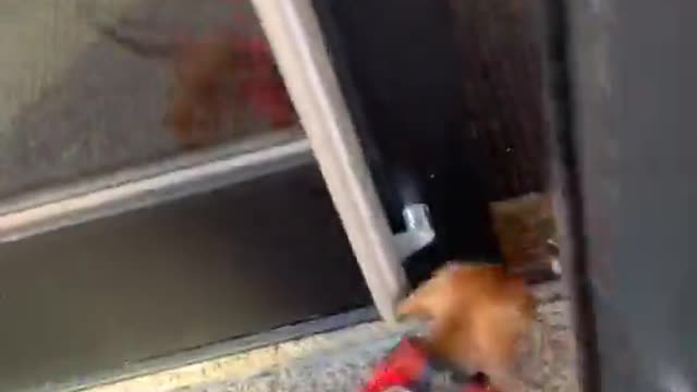 Tiny Dog Shows Huge Excitement To Be Home