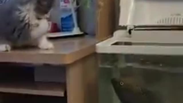 fish jump into the cat🤣🤣🤣