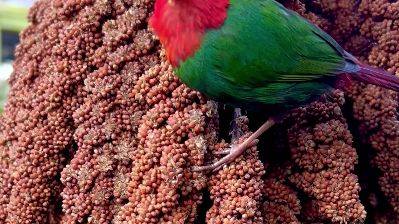 aviary finches on millet spray