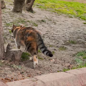 When hunting cats, look at the chaunita ...