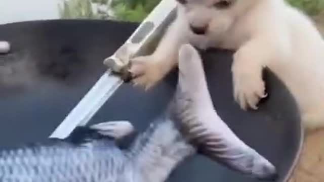 The dog prepares the fish for the owner