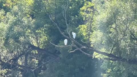 Two White Egret on same branches