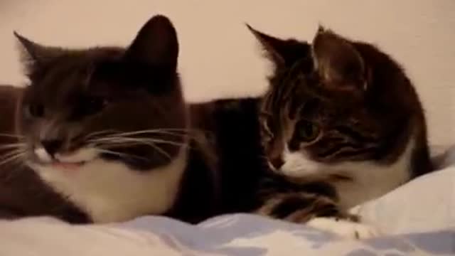 A very strange dialogue between two cats