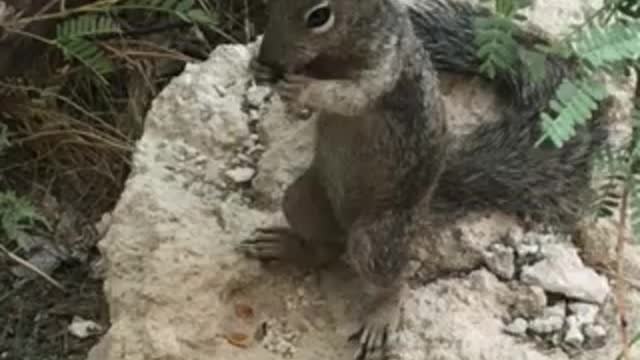 A Squirrel at Montezuma’s Castle.